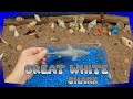 Toddler Shark Week Shark Week 2023 Learning Sharks For Children