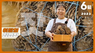 강원도 명품 잣 생산 (23년 6월 이달의 임업인)