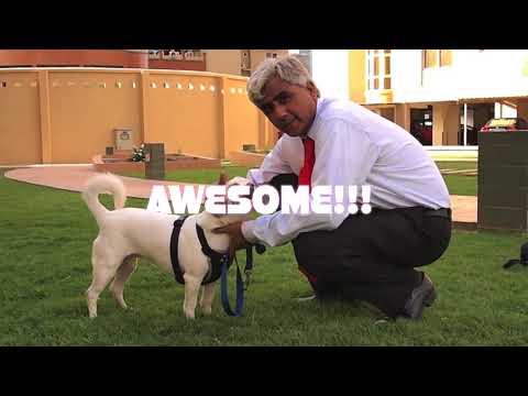 Russian Dog Well Trained