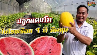 Download the video "สุดยอดนวัตกรรม! ปลูก "แตงโม" ในโรงเรือน พี่เก่งบอกหนึ่งปีคืนทุน"