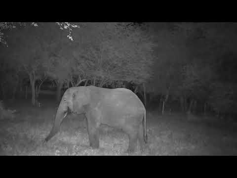 Djuma: Two Elephants drink at the pan - 02:46 - 12/27/2022