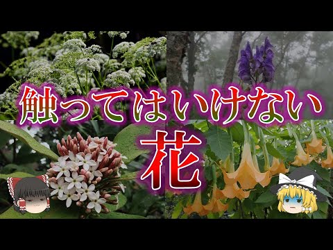 アコカンテラ・オブロンギフォリアについて詳しく解説