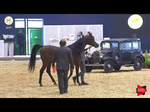 N.71 ASAYEL RAHEEB - SEWC 2019 - 4-6 Years Old Stallions (Class 9)