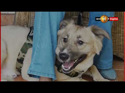 News 1st குவைத்திலிருந்து இலங்கை வந்த ரொஸ்கோ; பின்னணியில் உள்ள சோகம்