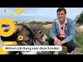 Deze honden beschermen schapen tegen wolven