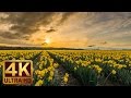 Spring Flowers 4K Video with Nature Sounds, Birds Chiping - Skagit Valley Daffodils