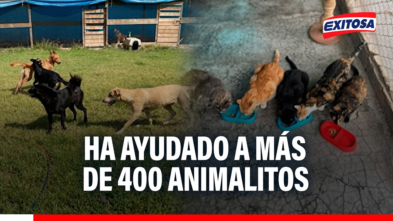 🔴🔵 Albergue Proyecto Callejero Perú tienen nueve años ayudando a animalitos de la calle
