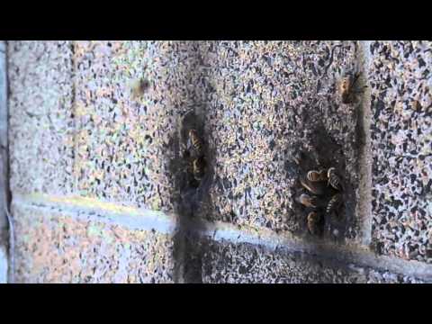 Feral Hive November 2015 (HD 720p)