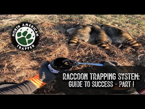 RACCOON TRAPPING SYSTEM: Guide to Success ~ Part #1