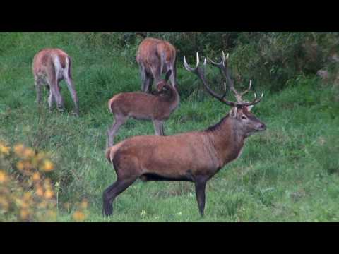 Rothirschjagd in Masuren