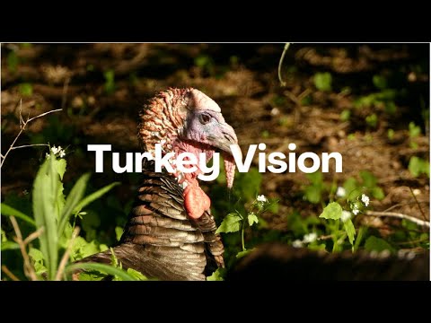 Turkey Adaptations: All About Turkey Eyesight Read-Aloud