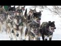 Dogs, Dogs, Dogs!!!!!! 