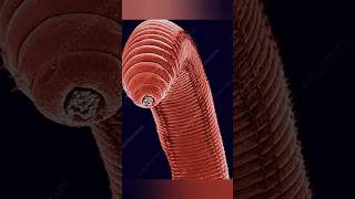 Download lagu earth worms face in micro scope🔥 #trending shots#viralshots #viral mp3