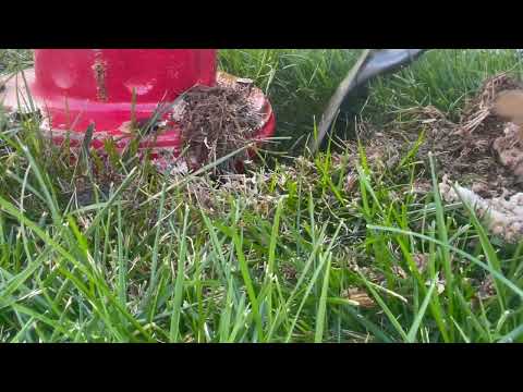 Yellow Jackets Nesting Under the Fire Hydrant in Holmdel, NJ
