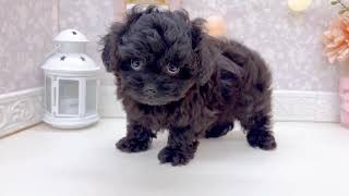 ハーフ犬の動画01