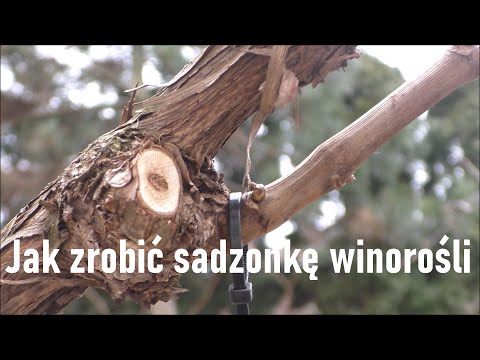 , title : 'Wiosenne rozmnażanie winorośli'