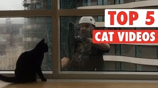 animale pisici faze haioase