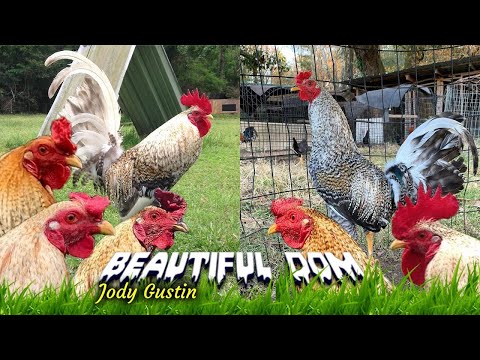 Nice View Farm Jody Gustin