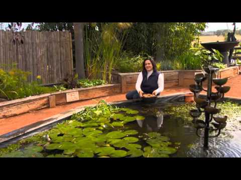 Dividing and Potting Hardy Water Lilies and Spring Tips for Ponds and Aquaponics Dividing and Potting Hardy Water Lilies and Spring Tips for Ponds and Aquaponics