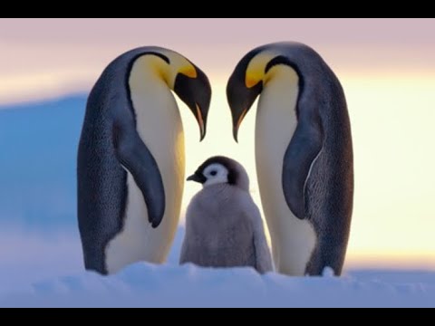 Antarktida: Příběhy z konce světa - dokument CZ dabing