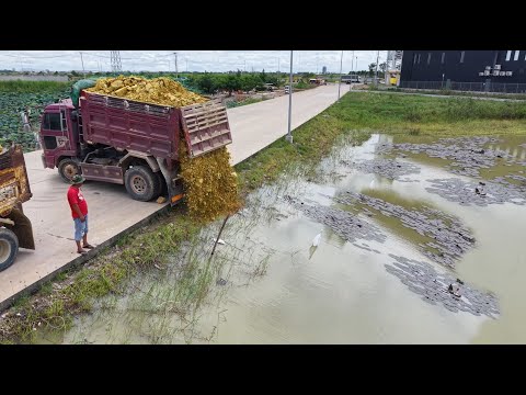 Perfect Started New project! Dump Truck Pouring Soil Delete Pond,By Skillful Dozer D31A Pushing Soil