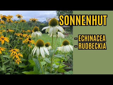 Sonnenhut Echinacea / Rudbeckia Pflegen - Schneiden und Vermehren