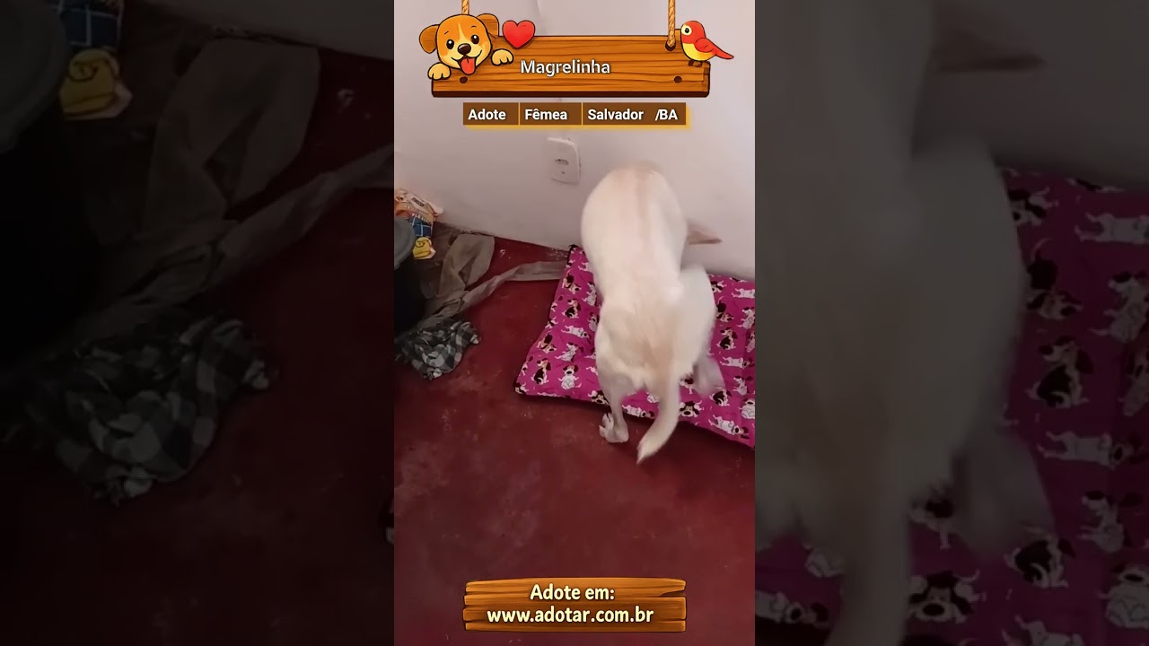 Cachorro raça SRD-ViraLata idade 2 a 6 meses nome Magrelinha