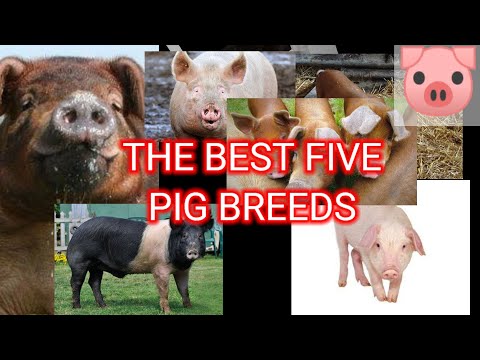 , title : 'THE BEST FIVE PIG BREEDS #pigraising #pigbreeding #pigfeed #pig #viral'