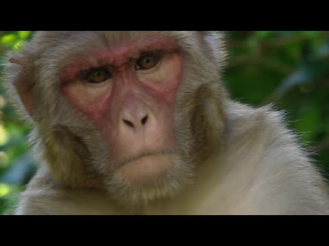 Animals like us : Animal Language - Documentary