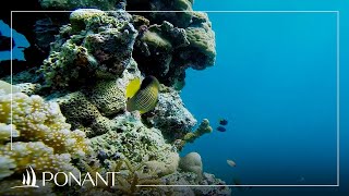 Ponant: The top 5 most beautiful dives Ponant: The top 5 most beautiful dives