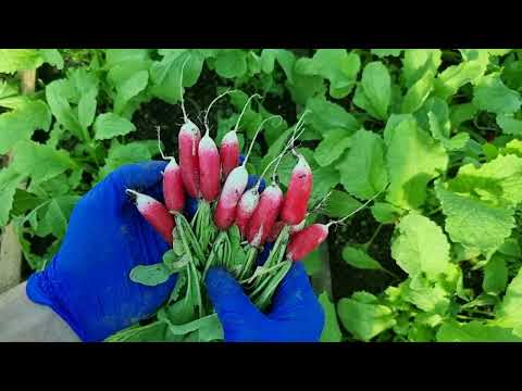 Семена Редис 18 ДНЕЙ, 2 г «Насіння України» - фото 1 - id-p1790392091