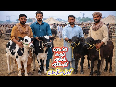 Gondal Mandi latest update 21Feb 2026!Farming wala sasta Mall!desi cow calf for sale!bufalo calf!