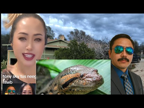 Teb maum nab Brenda Vaj 12/6/25