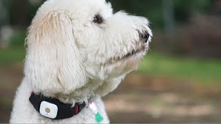 Teddy Bear Song (but it's a Goldendoodle)