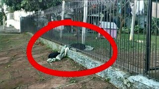 СОБАКА ТАЩИЛА ОДЕЯЛО НА УЛИЦУ. КОГДА ХОЗЯЙКА УВИДЕЛА, ЗАЧЕМ ПЕС ЭТО ДЕЛАЕТ, ЕЛЕ СДЕРЖАЛА СЛЕЗЫ