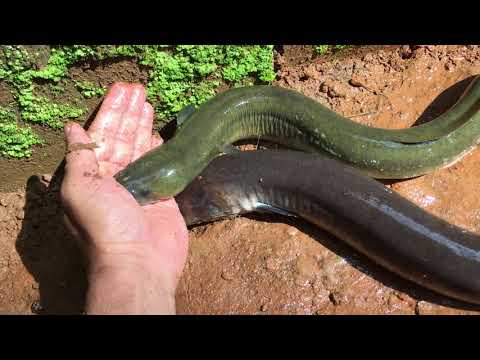 SWEET WATER EEL FISH / Anguilla fish / മലഞ്ഞിൽ മീൻ