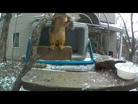 This squirrel wants you to say “general kenobi”