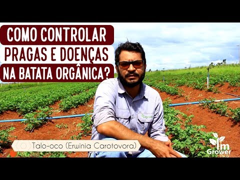 , title : 'Como Controlar as Pragas e Doenças na Batata Orgânica? (2019)'