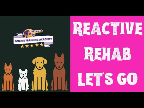 REACTIVE REHAB - Let's Go Cue for reactive dogs