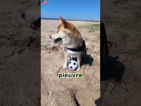 Mon chien a attrapé un monstre pour faire un foot avec moi ! 🐶🌊#usa mini wood toy | hand crafts