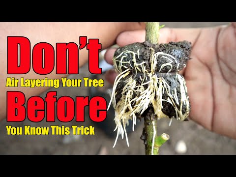 Don't Air Layering Your Tree Before Your Know This Trick Hacks