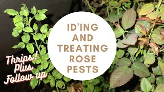 How to Treat Rose Pests; Identifying Thrips, Treatment & Follow Up