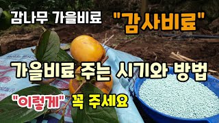 유실수 감나무 귤나무 가을비료 감사비료 주는시기와 방법 가을비료로 퇴비와 복합비료를 같이 주는 이유 해걸이 …
