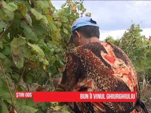 Bun ii vinul ghiurghuliu