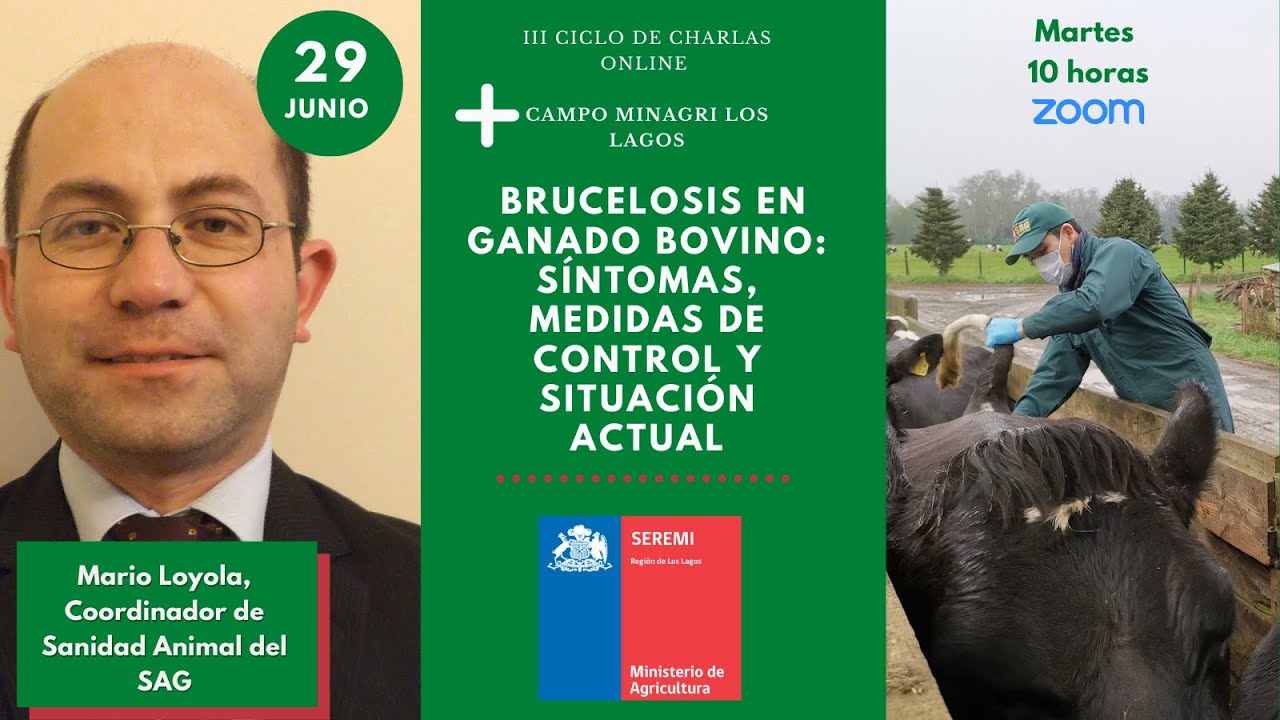 Brucelosis  en ganado bovino: síntomas, medidas de control y situación  actual