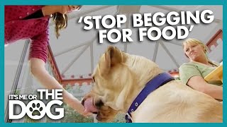 How To Teach Your Dog Not To Beg For Food | It