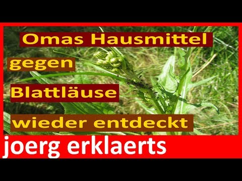Omas Natur Hausmittel gegen Blattläuse bekämpfen ..Tutorial Video Nr.114