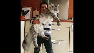 😁.Приколы. Смешные животные. Приколы 2019. Лучшие приколы 2019. Свежие приколы 2019.