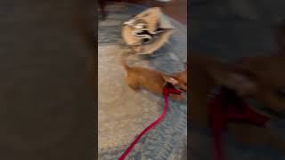 Video preview image #1 Dachshund Puppy For Sale in Forest, VA, USA