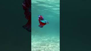 Download lagu Fakta Unik Habitat ikan Cupang #shorts mp3